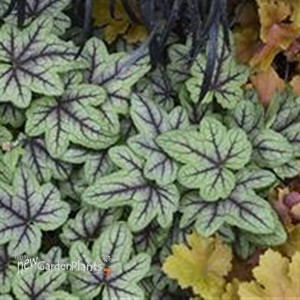 'Pink Fizz' Heucherella