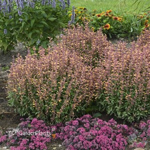 'Peachie Keen' Agastache