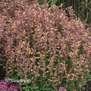 'Peachie Keen' Agastache