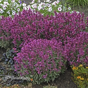 Agastache 'Rosie Posie'
