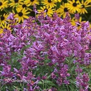 Agastache 'Rosie Posie'