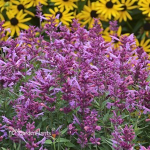 Agastache 'Rosie Posie'