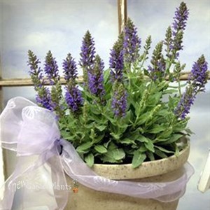 Dwarf Sage 'Marcus' (tm)