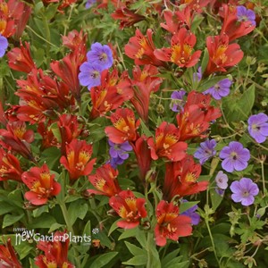 Alstromeria 'Inca Joli'