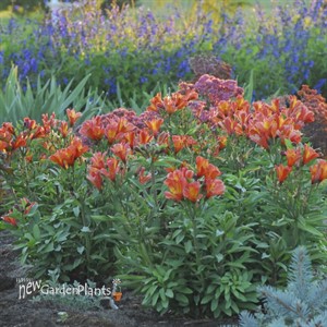 Alstromeria 'Inca Joli'