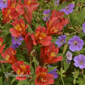Alstromeria 'Inca Joli'