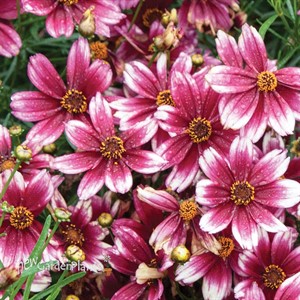 'Berry Chiffon' Coreopsis Satin & Lace™