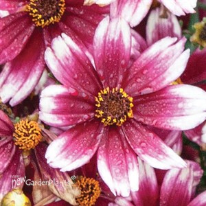 'Berry Chiffon' Coreopsis Satin & Lace™