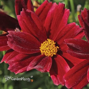 'Red Elf' Coreopsis Tickseed