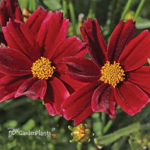 'Red Elf' Coreopsis Tickseed