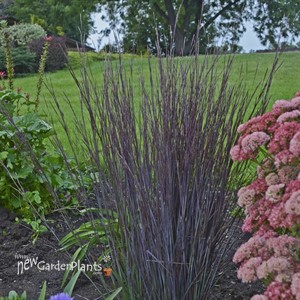 Schizachyrium 'Smoke Signal' PPAF