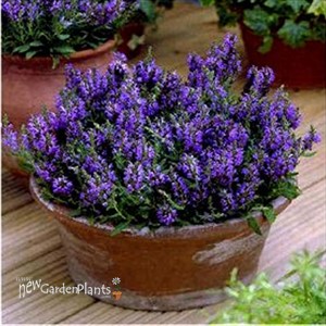 Dwarf Sage 'Marcus' (tm)