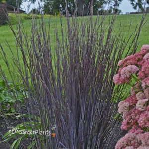 Schizachyrium 'Smoke Signal' PPAF