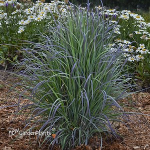 'Twilight Zone' Schizachyrium Little Bluestem