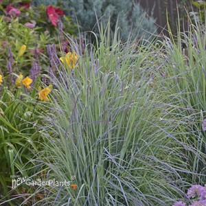 'Twilight Zone' Schizachyrium Little Bluestem