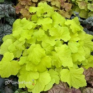 'Citronelle'  Coral Bells