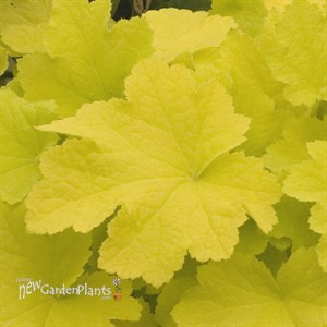 'Citronelle'  Coral Bells