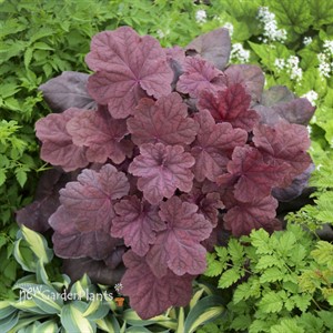 'Lava Lamp'  Heuchera Coral Bells