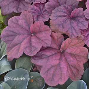 'Lava Lamp'  Heuchera Coral Bells
