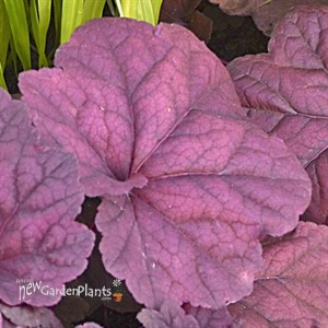 'Lava Lamp'  Heuchera Coral Bells