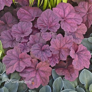 'Lava Lamp'  Heuchera Coral Bells