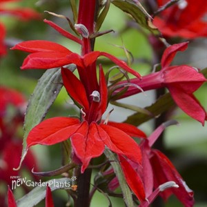 'Vulcan Red'  Cardinal Flower