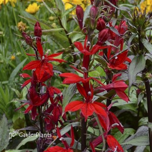 'Vulcan Red'  Cardinal Flower