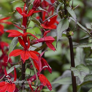 'Vulcan Red'  Cardinal Flower