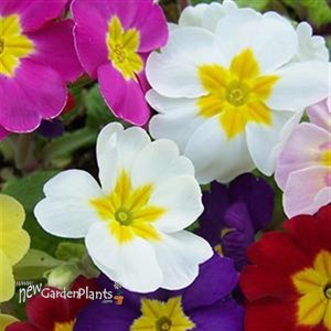 'Pacific Hybrids' English Primrose