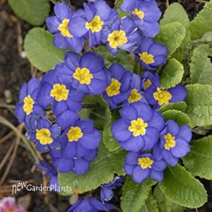'Pacific Hybrids' English Primrose