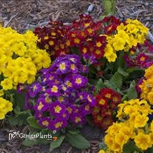 'Pacific Hybrids' English Primrose