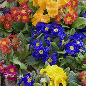 'Pacific Hybrids' English Primrose