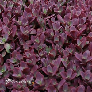 Firecracker - SunSparkler® Sedum