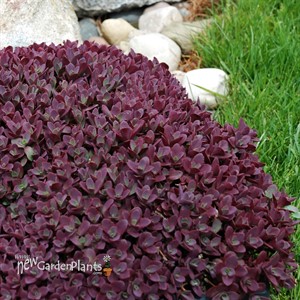 Firecracker - SunSparkler® Sedum