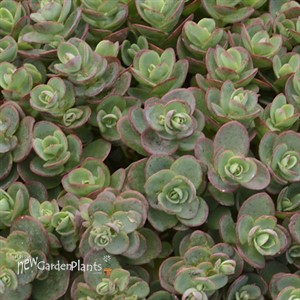 'Lime Zinger' Stonecrop