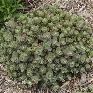'Lime Zinger' Stonecrop