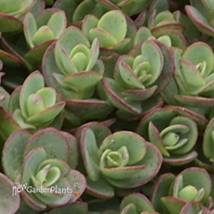 'Lime Zinger' Stonecrop