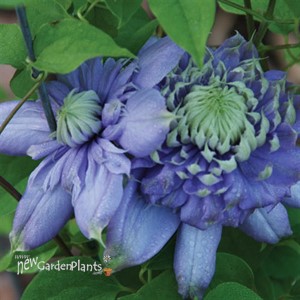 'Blue Light'® Clematis