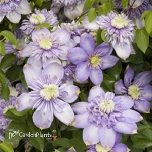 'Blue Light'® Clematis