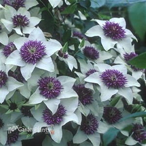 'Florida Siebodii'  Clematis Vine