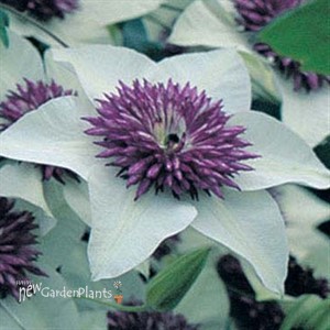 'Florida Siebodii'  Clematis Vine