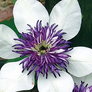 'Florida Siebodii'  Clematis Vine