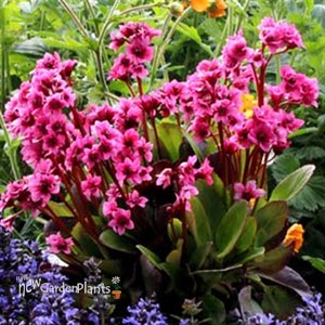 Bergenia 'Flirt'  Pig Squeek