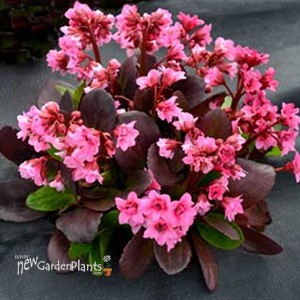 Bergenia 'Flirt'  Pig Squeek