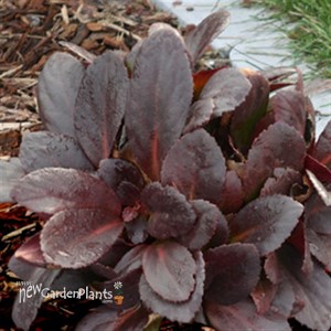 Bergenia 'Flirt'  Pig Squeek