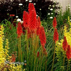 Kniphofia 'Redhot Popsicle'