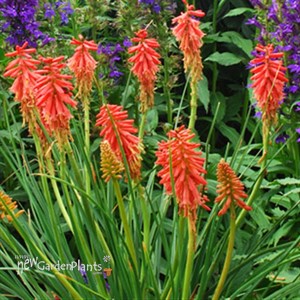 Kniphofia 'Redhot Popsicle'