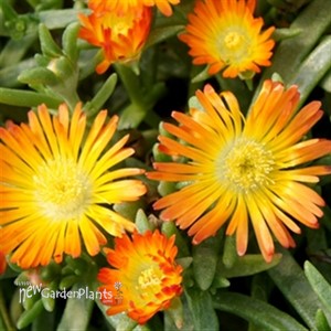 Delosperma Wheels of Wonder® Orange