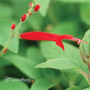 Golden Delicious 'Pineapple Sage'