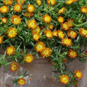 Delosperma Wheels of Wonder® Orange